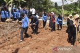 Anggota Keluarga Penerima Manfaat (KPM) Program Keluarga Harapan (PKH) menanam jagung saat pengembangan pemberdayaan KPM PKH sektor pertanian tingkat kecamatan di Desa Batusumur, Kabupaten Tasikmalaya, Jawa Barat, Selasa (20/5/2025). Program Keluarga Harapan Beunghar memberdayakan 450 orang anggota dalam sektor pertanian dengan menanam jagung seluas tiga hektare dan beternak 24 ekor ayam petelur per kelompok dalam mendukung program ketahanan pangan, sekaligus meningkatkan kemampuan dan kesejahteraan keluarga penerima manfaat. ANTARA FOTO/Adeng Bustomi/agr