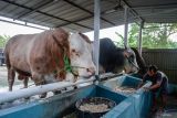 Presiden Prabowo kurban sapi 1 ton di Natuna