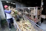 Pekerja memberi makan domba pedaging di peternakan domba Desa Mangunrejo, Kabupaten Kediri, Jawa Timur, Selasa (20/5/2025). Sepekan terakhir penjulan domba pedaging di tempat tersebut mencapai 10 ekor dengan harga jual naik menyesuaikan harga pasar menjelang Idul Adha dari sebelumnya Rp70 ribu menjadi Rp75 ribu per kilogram berat hidup. Antara Jatim/Prasetia Fauzani/um