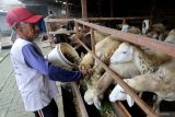 Pekerja memberi makan domba pedaging di peternakan domba Desa Mangunrejo, Kabupaten Kediri, Jawa Timur, Selasa (20/5/2025). Sepekan terakhir penjulan domba pedaging di tempat tersebut mencapai 10 ekor dengan harga jual naik menyesuaikan harga pasar menjelang Idul Adha dari sebelumnya Rp70 ribu menjadi Rp75 ribu per kilogram berat hidup. Antara Jatim/Prasetia Fauzani/um