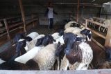Pekerja menggiring domba pedaging di peternakan domba Desa Mangunrejo, Kabupaten Kediri, Jawa Timur, Selasa (20/5/2025). Sepekan terakhir penjulan domba pedaging di tempat tersebut mencapai 10 ekor dengan harga jual naik menyesuaikan harga pasar menjelang Idul Adha dari sebelumnya Rp70 ribu menjadi Rp75 ribu per kilogram berat hidup. Antara Jatim/Prasetia Fauzani/um