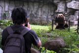 Wisatawan memotret beruang coklat (Ursus arctos) yang berada di kandang Batu Secret Zoo-Jatim Park II, Batu, Jawa Timur, Rabu (21/5/2025). Kementerian Lingkungan Hidup berencana menciptakan standarisasi nasional tata kelola kebun binatang di Indonesia termasuk diantaranya mengenai teknis manajemen pengelolaan maupun pemeliharaan hewan dengan mengadopsi standar internasional dan menyesuaikannya dengan kondisi lokal. Antara Jatim/Ari Bowo Sucipto/um
