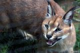 Seekor kucing caracal (Caracal caracal) menyeringai kepada pengunjung di Batu Secret Zoo-Jatim Park II, Batu, Jawa Timur, Rabu (21/5/2025). Kementerian Lingkungan Hidup berencana menciptakan standarisasi nasional tata kelola kebun binatang di Indonesia termasuk diantaranya mengenai teknis manajemen pengelolaan maupun pemeliharaan hewan dengan mengadopsi standar internasional dan menyesuaikannya dengan kondisi lokal. Antara Jatim/Ari Bowo Sucipto/um