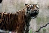 Harimau Siberia (Panthera tigris altaica) mengaum saat berada di kandang kebun binatang Batu Secret Zoo-Jatim Park II, Batu, Jawa Timur, Rabu (21/5/2025). Kementerian Lingkungan Hidup berencana menciptakan standarisasi nasional tata kelola kebun binatang di Indonesia termasuk diantaranya mengenai teknis manajemen pengelolaan maupun pemeliharaan hewan dengan mengadopsi standar internasional dan menyesuaikannya dengan kondisi lokal. Antara Jatim/Ari Bowo Sucipto/um