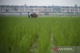 Petani membersihkan rumput liar dengan latar belakang kompleks perumahan di area persawahan Sepatan, Kabupaten Tangerang, Banten, Rabu (21/5/2025). Menteri Koordinator Pangan Zulkifli Hasan mengatakan pemerintah akan menambah luas lahan sawah dilindungi dari delapan menjadi 20 provinsi atau dari sebelumnya total luas lahan 3.836.944 hektare ditambah lagi 2.751.651 hektare untuk mengatasi alih fungsi lahan dan menjaga ketahanan pangan nasional melalui revisi Perpres Nomor 59 tahun 2019 terkait alih fungsi lahan sawah. ANTARA FOTO/Putra M. Akbar/gp