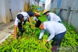 Warga binaan Lapas Martapura panen sayuran hijau