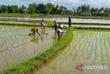 Pemprov Sulsel salurkan 5.000 ton benih padi untuk petani