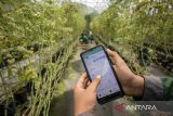 Siswa mengoperasikan alat penyiram tanaman otomatis melalui ponsel dengan teknologi Internet of Things (IoT) pertanian cerdas (smart farming) di salah satu greenhouse SMKN Pertanian Pembangunan (PP) Lembang, Kabupaten Bandung Barat, Jawa Barat, Rabu (21/5/2025). Sekolah tersebut mengimplementasikan digitalisasi pertanian dengan memanfaatkan teknologi Internet of Things (IoT) yang terintegrasi dengan aplikasi ponsel untuk mengatur penyiraman tanaman, penerangan, pengawasan melalui kamera nirkabel serta mengatur suhu dan kelembapan sehingga mampu menghemat waktu perawatan serta mengoptimalkan hasil produksi berbagai jenis sayuran yang dalam seminggu mencapai 150 kilogram. ANTARA FOTO/Abdan Syakura/agr