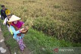 Perangkat desa membawa penganten padi menuju balai desa saat acara Tradisi Mapag Sri di Desa Larangan Indramayu, Jawa Barat, Rabu (21/5/2025). Tradisi Mapag Sri tersebut digelar sebelum panen raya padi pada musim tanam pertama sebagai bentuk ungkapan rasa syukur para petani menyambut musim panen padi. ANTARA FOTO/Dedhez Anggara/agr