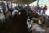 Warga melakukan transaksi jual beli ternak kambing dan domba di Pasar Hewan Sibreh, kabupaten Aceh Besar, Aceh, Rabu (21/5/2025).  Pemerintah Aceh mencatat  jumlah ketersediaan ternak yang terdiri dari sapi, kambing, domba dan kerbau untuk kebutuhan Idul Adha 2025/1446 Hijriyah di daerah itu sebanyak 86.709 ekor , sedangkan potensi kebutuhan ternak untuk kurban Idul Adha mencapai  38.385 ekor. ANTARA FOTO/Ampelsa.