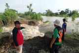 Penanganan tanggul sungai jebol di Demak dikerjakan bertahap