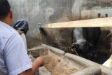 Pemkot Bandarlampung ajak pedagang hewan kurban untuk jaga kebersihan