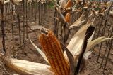 Bulog Lampung sebut enam unit gudang penyimpanan jagung sudah penuh