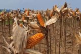 Bulog Lampung minta petani keringkan jagung sesuai standar