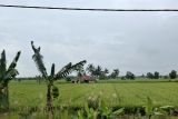 Lampung pastikan pasokan air mencukupi untuk lahan pertanian