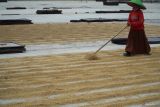 Petani menjemur gabah kering hasil panen di Lumajang, Jawa Timur, Kamis (22/5/2025). Pemerintah berkomitmen untuk menjaga harga Gabah Kering Panen (GKP) ditingkat petani sebesar Rp6.500 per kilogram yang tertuang dalam Keputusan Kepala Bapanas Nomor 14 tahun 2025. ANTARA Jatim/Irfan Sumanjaya/mas.