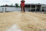 Petani menjemur gabah kering hasil panen di Lumajang, Jawa Timur, Kamis (22/5/2025). Pemerintah berkomitmen untuk menjaga harga Gabah Kering Panen (GKP) ditingkat petani sebesar Rp6.500 per kilogram yang tertuang dalam Keputusan Kepala Bapanas Nomor 14 tahun 2025. ANTARA Jatim/Irfan Sumanjaya/mas.