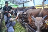 Petugas Dinas Ketahanan Pangan Dan Pertanian Kota Samarinda memeriksa kesehatan mulut sapi kurban yang dijual di Samarinda, Kalimantan Timur, Jumat (23/5/2025). Pemerintah Kota Samarinda memastikan dan menjamin kesehatan hewan kurban yang dijual untuk Idul Adha 1446 H itu bebas dari penyakit. Antara Kaltim/M Risyal Hidayat