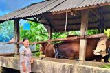 Pemkot Tanjungpinang dapat bantuan sapi kurban dari Presiden untuk pertama kali
