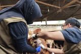 Pemkot Bandarlampung pastikan kesehatan hewan kurban untuk kebutuhan Idul Adha