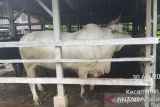 Sapi kurban dari Presiden RI untuk Padang Pariaman dari peternak lokal