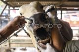 Petugas Dinas Ketahanan Pangan Dan Pertanian Kota Samarinda memeriksa kesehatan mulut sapi kurban yang dijual di Samarinda, Kalimantan Timur, Jumat (23/5/2025). Pemerintah Kota Samarinda memastikan dan menjamin kesehatan hewan kurban yang dijual untuk Idul Adha 1446 H itu bebas dari penyakit. Antara Kaltim/M Risyal Hidayat