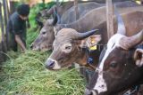 Pekerja memberi pakan rumput pada sapi kurban yang dijual di Samarinda, Kalimantan Timur, Jumat (23/5/2025). Dinas Peternakan dan Kesehatan Hewan (DPKH) Kalimantan Timur mencatat jumlah ketersediaan sapi kurban sebanyak 24.834 ekor, sementara kebutuhan sapi kurban diperkirakan 16.890 ekor atau surplus sebanyak 7.944 ekor. Antara Kaltim/M Risyal Hidayat