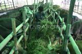 Pekerja memberi pakan rumput pada sapi kurban yang dijual di Samarinda, Kalimantan Timur, Jumat (23/5/2025). Dinas Peternakan dan Kesehatan Hewan (DPKH) Kalimantan Timur mencatat jumlah ketersediaan sapi kurban sebanyak 24.834 ekor, sementara kebutuhan sapi kurban diperkirakan 16.890 ekor atau surplus sebanyak 7.944 ekor. Antara Kaltim/M Risyal Hidayat