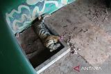 Tim BKSDA Jambi rawat intensif harimau sumatera yang terkena jerat
