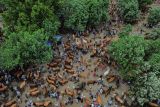 Aktivitas pedagang sapi potong di Pasar Hewan Lumajang, Jawa Timur, Jumat (23/5/2025). Dinas Ketahanan Pangan dan Pertanian (DKPP) Kabupaten Lumajang melakukan pengawasan, pemeriksaan kesehatan dan penyemprotan disinfektan di sejumlah pasar di wilayah tersebut dalam rangka pencegahan Penyakit Hewan Menular Strategis (PHMS) mengingat arus lalu lintas ternak yang tinggi menjelang Idul Adha 1446 H. ANTARA Jatim/Irfan Sumanjaya/mas.