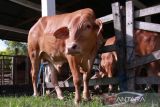 Dinas Pertanian Palangka Raya pastikan ketersediaan hewan kurban cukup