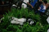 Seorang bobotoh Persib terjatuh dari flyover Pasupati saat konvoi