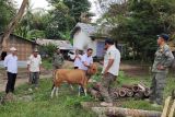 Pemkab Mabar menjual ternak sapi hasil penertiban di Labuan Bajo
