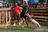 Seorang peserta menangkap seekor babi hutan dalam Lomba Tangkap Babi yang digelar pada Pekan Gawai Dayak ke-39 di Rumah Radakng, Pontianak, Kalimantan Barat, Jumat (23/5/2025). Dalam lomba tersebut, setiap peserta harus memakai kain penutup mata dan mengandalkan insting serta pendengaran untuk mencari dan menangkap babi yang dilepas di arena. ANTARA FOTO/Jessica Wuysang