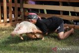 Seorang peserta menangkap seekor babi hutan dalam Lomba Tangkap Babi yang digelar pada Pekan Gawai Dayak ke-39 di Rumah Radakng, Pontianak, Kalimantan Barat, Jumat (23/5/2025). Dalam lomba tersebut, setiap peserta harus memakai kain penutup mata dan mengandalkan insting serta pendengaran untuk mencari dan menangkap babi yang dilepas di arena. ANTARA FOTO/Jessica Wuysang