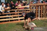 Seorang peserta menangkap seekor babi hutan dalam Lomba Tangkap Babi yang digelar pada Pekan Gawai Dayak ke-39 di Rumah Radakng, Pontianak, Kalimantan Barat, Jumat (23/5/2025). Dalam lomba tersebut, setiap peserta harus memakai kain penutup mata dan mengandalkan insting serta pendengaran untuk mencari dan menangkap babi yang dilepas di arena. ANTARA FOTO/Jessica Wuysang