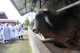 Gubernur Jawa Timur Khofifah Indar Parawansa (kiri) bersama Bupati Ngawi Ony Anwar Harsono (ketiga kiri) melihat sapi di salah satu kandang saat meninjau peternakan sapi di Sawojajar Farm, Ngawi, Jawa Timur, Sabtu (24/5/2025). Peninjauan menjelang Idul Adha 1446 H tersebut guna memastikan kondisi hewan kurban dalam keadaan sehat dan layak untuk dikonsumsi serta telah mendapatkan vaksin Penyakit Mulut dan Kuku (PMK) dan penyakit kulit berbenjol (Lumpy Skin Disease)  ANTARA Jatim/Moch Asim.