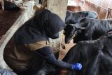 Pemkot Bandarlampung catat kebutuhan hewan kurban capai 7.000 ekor
