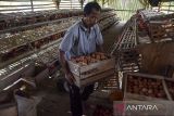 BUMdes penyedia telur ayam untuk program MBG