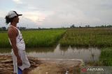 Pemkab Demak  berharap ada penguatan tanggul sungai cegah padi puso