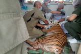 Kaki harimau jantan terluka parah kena jerat, BKSDA Jambi kirim dokter hewan