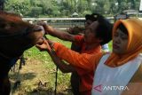 Diskannak OKU Timur periksa kesehatan hewan kurban jelang  Idul Adha