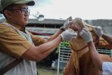 Satgas PMK DKPP Lumajang memeriksa kesehatan sapi kurban milik presiden di Lumajang, Jawa Timur, Senin (26/5/2025). Sapi dengan berat 900 kilogram yang diberi nama âSi Gemoyâ tersebut yang merupakan bantuan presiden seharga Rp65 juta dan rencananya akan disembelih untuk kurban di wilayah itu. ANTARA Jatim/Irfan Sumanjaya/mas.