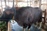Kota Mataram dapat sapi kurban dari Prabowo dengan bobot 669 kilogram