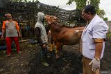 Kepala Bidang Peternakan Dinas Ketahanan Pangan dan Pertanian (DKPP) Kota Surabaya drh. Sunarno Aristono (kanan) memeriksa tubuh sapi kurban yang dijual oleh pedagang di Surabaya, Jawa Timur, Senin (26/5/2025). Pemkot Surabaya melalui Dinas Ketahanan Pangan dan Pertanian (DKPP) Kota Surabaya menyebar 170 petugas pemeriksa kesehatan hewan kurban dari DKPP Kota Surabaya, Persatuan Dokter Hewan Indonesia (PDHI), Universitas Airlangga dan Universitas Wijaya Kusuma SurabayaÂ  di lapak-lapak penjualan hewan kurban di 31 kecamatan di Surabaya sebagai upaya untuk memastikan hewan kurban yang dijual kepada masyarakat dalam kondisi sehat dan bebas dari penyakit mulut dan kuku (PMK), Lumpy Skin Disease (LSD) ataupun Antraks. ANTARA Jatim/Didik Suhartono/mas.
