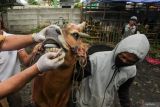 Dokter hewan memeriksa mulut sapi kurban yang dijual oleh pedagang di Surabaya, Jawa Timur, Senin (26/5/2025). Pemkot Surabaya melalui Dinas Ketahanan Pangan dan Pertanian (DKPP) Kota Surabaya menyebar 170 petugas pemeriksa kesehatan hewan kurban dari DKPP Kota Surabaya, Persatuan Dokter Hewan Indonesia (PDHI), Universitas Airlangga dan Universitas Wijaya Kusuma SurabayaÂ  di lapak-lapak penjualan hewan kurban di 31 kecamatan di Surabaya sebagai upaya untuk memastikan hewan kurban yang dijual kepada masyarakat dalam kondisi sehat dan bebas dari penyakit mulut dan kuku (PMK), Lumpy Skin Disease (LSD) ataupun Antraks. ANTARA Jatim/Didik Suhartono/mas.