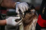 Dokter hewan memeriksa mulut kambing kurban yang dijual oleh pedagang di Surabaya, Jawa Timur, Senin (26/5/2025). Pemkot Surabaya melalui Dinas Ketahanan Pangan dan Pertanian (DKPP) Kota Surabaya menyebar 170 petugas pemeriksa kesehatan hewan kurban dari DKPP Kota Surabaya, Persatuan Dokter Hewan Indonesia (PDHI), Universitas Airlangga dan Universitas Wijaya Kusuma SurabayaÂ  di lapak-lapak penjualan hewan kurban di 31 kecamatan di Surabaya sebagai upaya untuk memastikan hewan kurban yang dijual kepada masyarakat dalam kondisi sehat dan bebas dari penyakit mulut dan kuku (PMK), Lumpy Skin Disease (LSD) ataupun Antraks. ANTARA Jatim/Didik Suhartono/mas.
