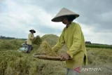 Produksi padi Sumsel tetap terjaga selama musim kemarau