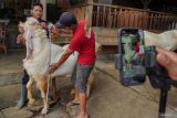 Pekerja memperlihatkan ukuran kambing kurban melalui siaran langsung media sosial di kandang ternak Duta Etawa Farm, Desa Kandangtepus, Kecamatan Senduro, Lumajang, Jawa Timur, Selasa (27/5/2025). Berdasarkan keterangan peternak, pemanfaatan beragam media sosial seperti TikTok, Facebook, dan YouTube sebagai pemasaran kambing kurban untuk menjangkau pasar luar daerah tersebut dapat meningkatkan penjualan sebesar 60 ekor kambing dibanding pemasaran luring sebanyak 10 ekor kambing dengan omset mencapai Rp350 juta saat momen Idul Adha 1446 H. Antara Jatim/Irfan Sumanjaya/um