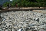 Pekerja menjemur ikan asin di sentra pengolahan ikan asin di kawasan Bengkorok, Pesisir Teluk Prigi, Trenggalek, Jawa Timur, Selasa (27/5/2025). Produksi ikan asin di Trenggalek menjadi bagian dari mata rantai ekonomi perikanan lokal yang telah berlagsung turun-temurun sehingga menjadikannya sebagai salah satu sentra industri ikan asin terbesar di Jatim, bersama Banyuwangi dan Sidoarjo. Antara Jatim/Destyan Sujarwoko/um
